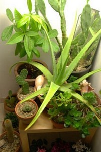 Cultivez votre jardin intérieur