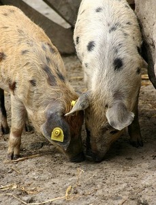 Mais pourquoi donc ont-ils chassé Jésus ?