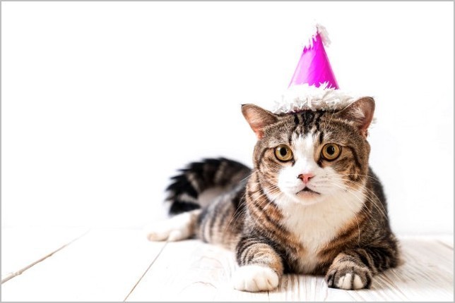 Mon chat vient de « fêter » ses 17 printemps