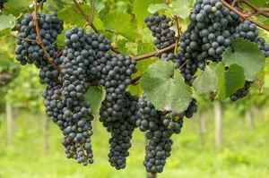 La vigne métaphore du peuple de Dieu