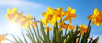 spring flowers yellow daffodils on blue sky backg 2022 12 16 12 18 13 utc