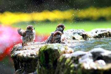 Le moineau en déclin