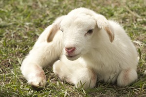 lamb 2216160 1280