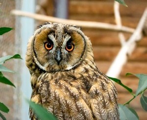 Hibou