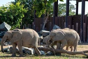 Elephants