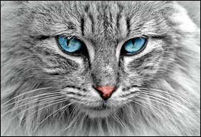 Regard chat