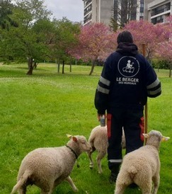 Quatre brebis ouvrent un chemin en ville