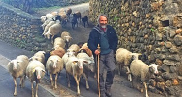 Jacques Verseils, berger cévenol « nomade »