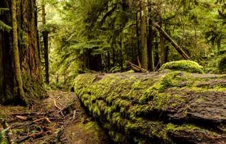 Un réseau de connexion entre les arbres