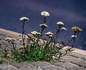 La vitalité des plantes
