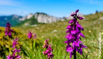 Les orchidées "sauvages"